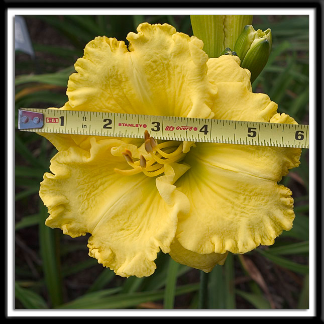 Daylily Supersonic Blond Alternate Image